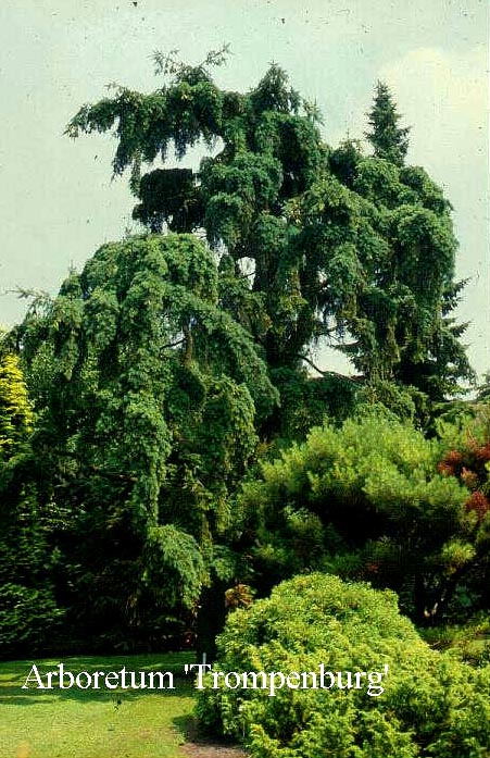 Pseudotsuga menziesii 'Pendula'