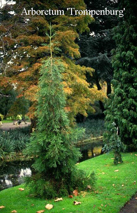 Sequoiadendron giganteum 'Barabits Requiem'