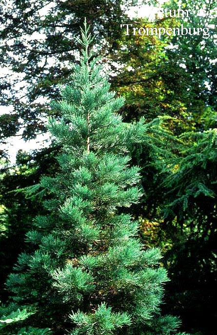 Sequoiadendron giganteum 'Glaucum'