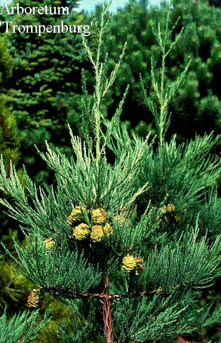 Sequoiadendron giganteum 'Hazel Smith'