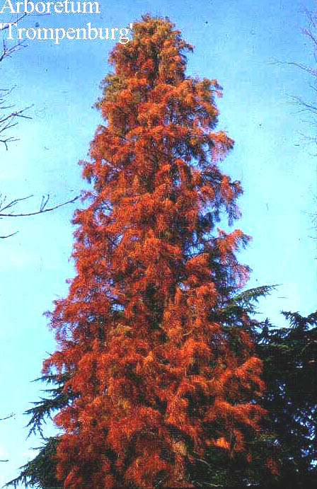 Taxodium distichum var. imbricatum