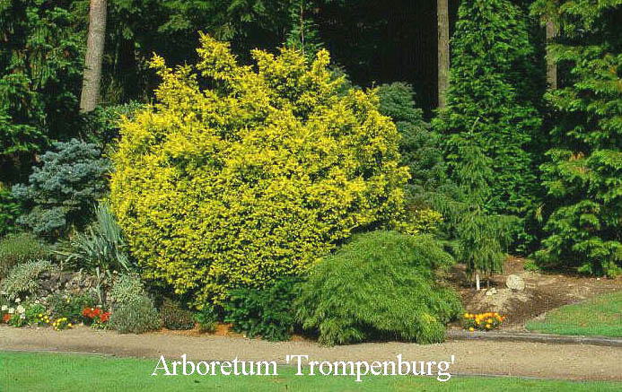 Taxus baccata 'Adpressa Aurea'