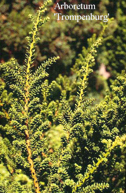 Taxus baccata 'Amersfoort'