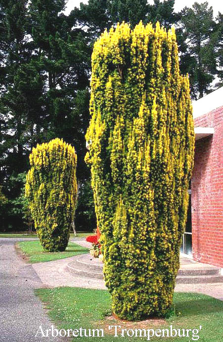Taxus baccata 'Fastigiata Aurea'