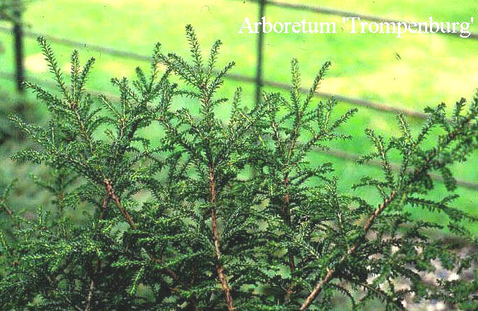 Taxus baccata 'Rushmore'