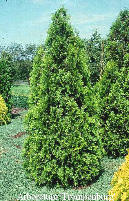 Thuja occidentalis 'Brabant'