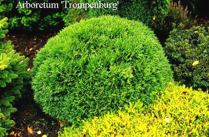 Thuja occidentalis 'Danica'