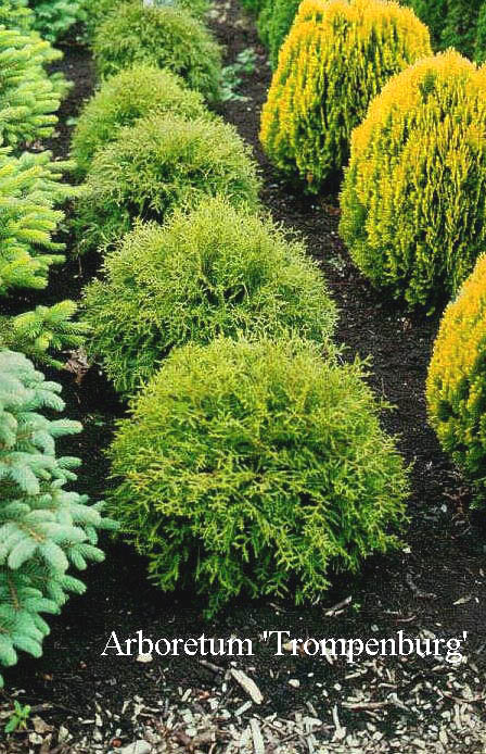 Thuja occidentalis 'Globosa'