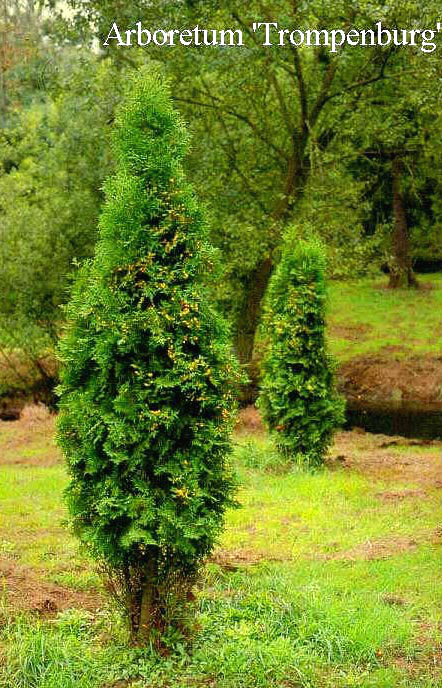 Thuja occidentalis 'Pyramidalis Compacta'