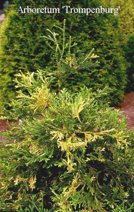 Thujopsis dolabrata 'Variegata'