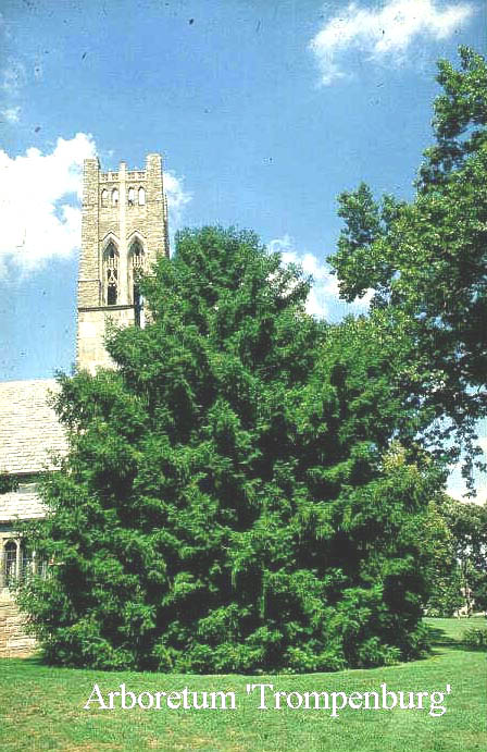Torreya nucifera