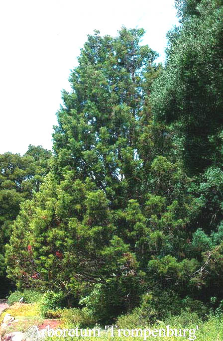 Widdringtonia cedarbergensis (50537)