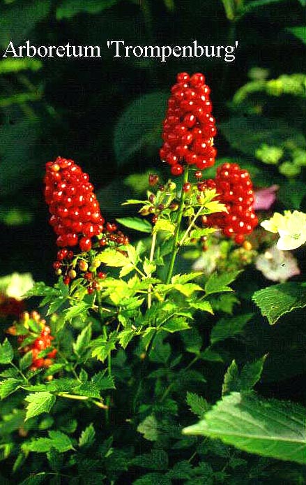 Actaea rubra