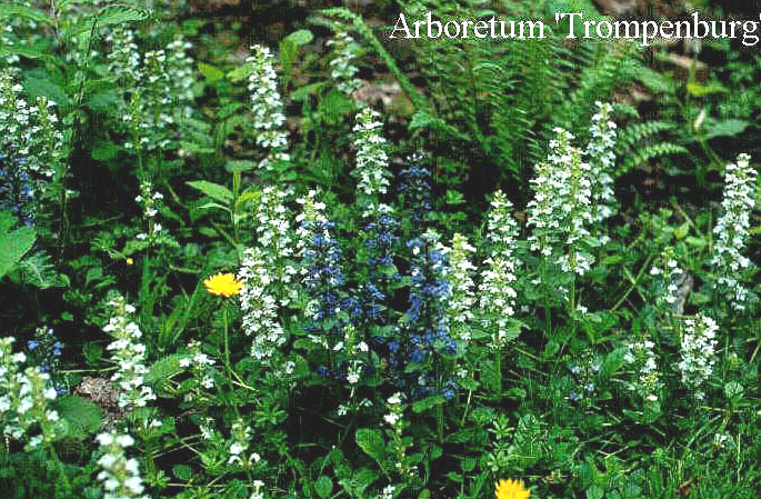 Ajuga reptans