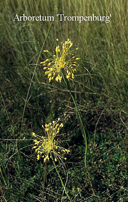 Allium flavum