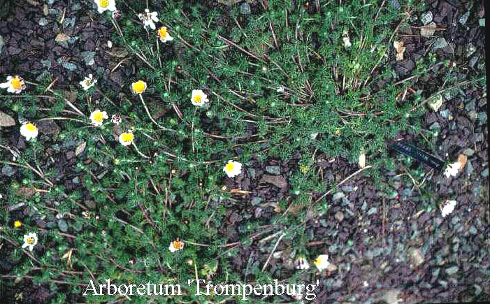 Anacyclus pyranthrum depressus