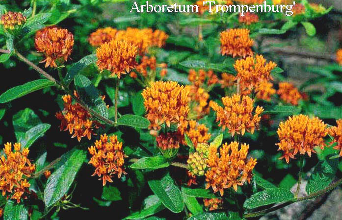 Asclepias tuberosa