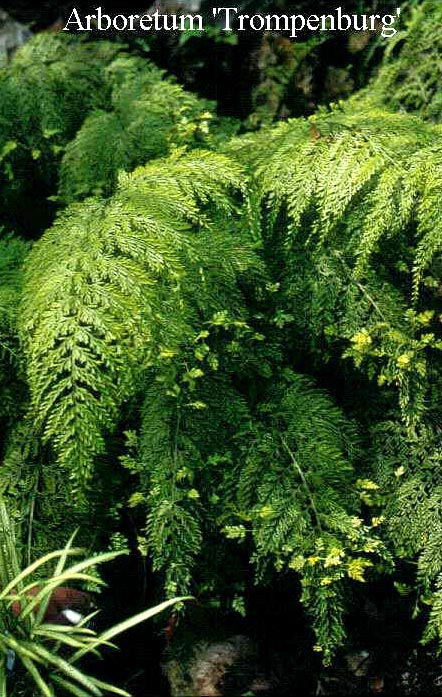 Asplenium bulbiferum