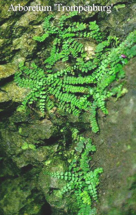 Asplenium trichomanes