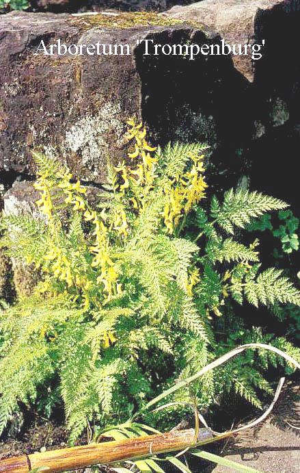 Corydalis cheilanthifolia