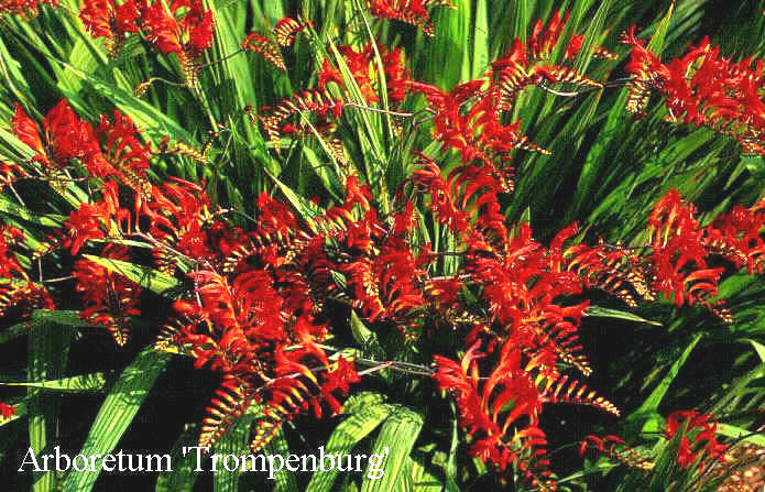 Crocosmia 'Lucifer'