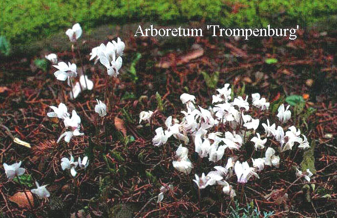 Cyclamen hederifolium 'Album'