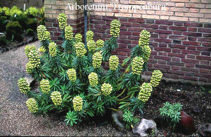 Euphorbia characias