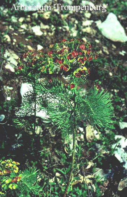 Euphorbia cyparissias