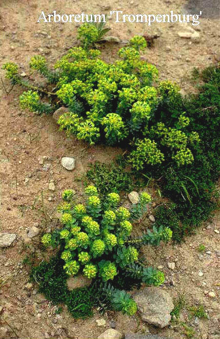 Euphorbia myrsinites