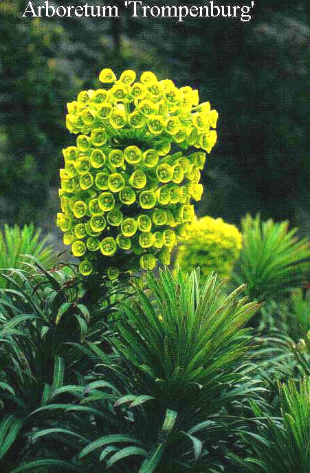 Euphorbia characias subsp. wulfenii