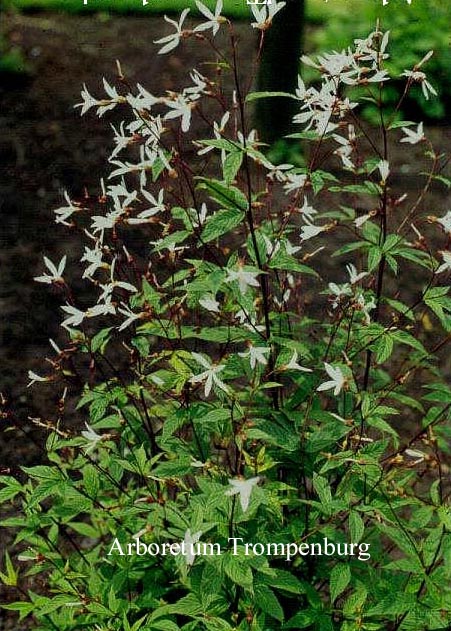 Gillenia trifoliata
