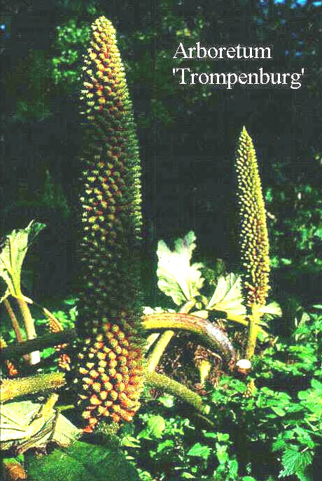 Gunnera manicata