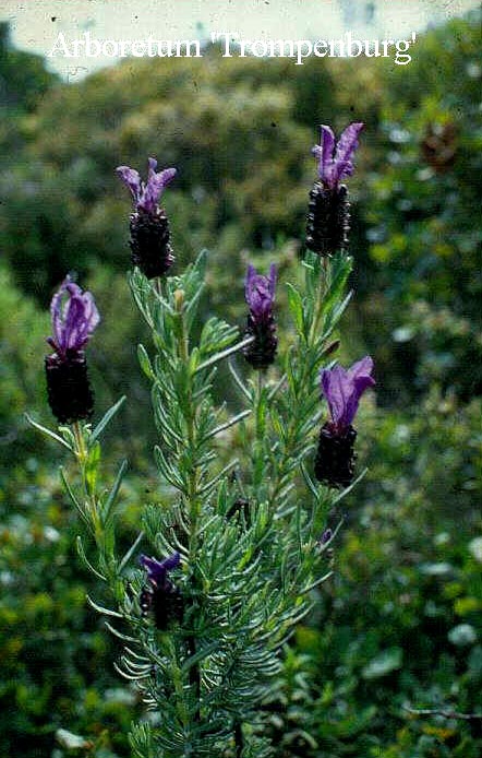 Lavandula stoechas