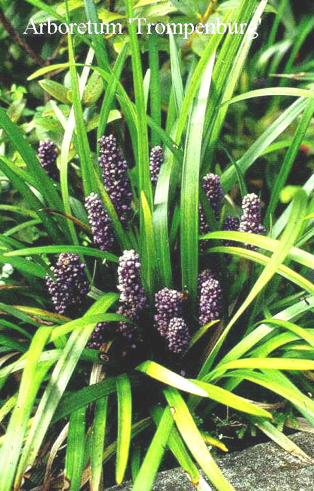 Liriope muscari