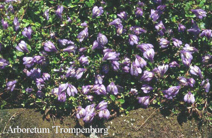 Mazus reptans