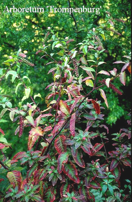 Phytolacca americana