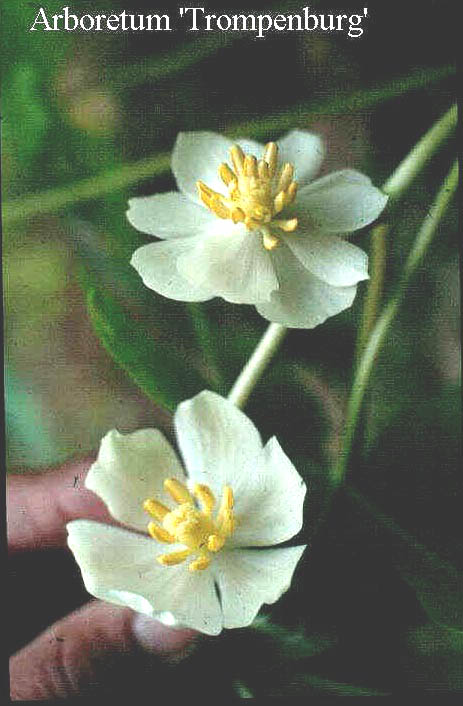 Podophyllum peltatum