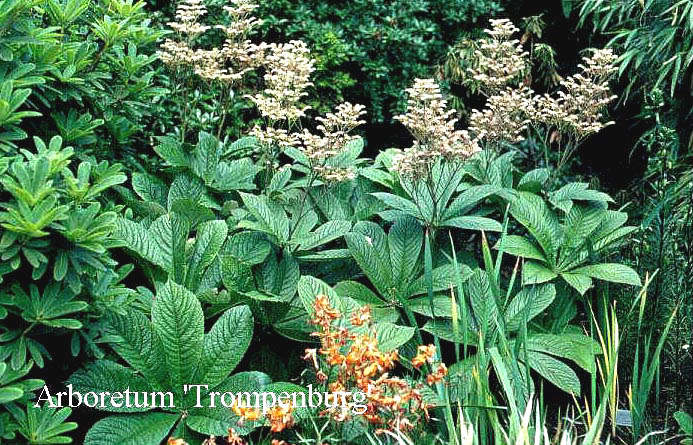 Rodgersia henrici