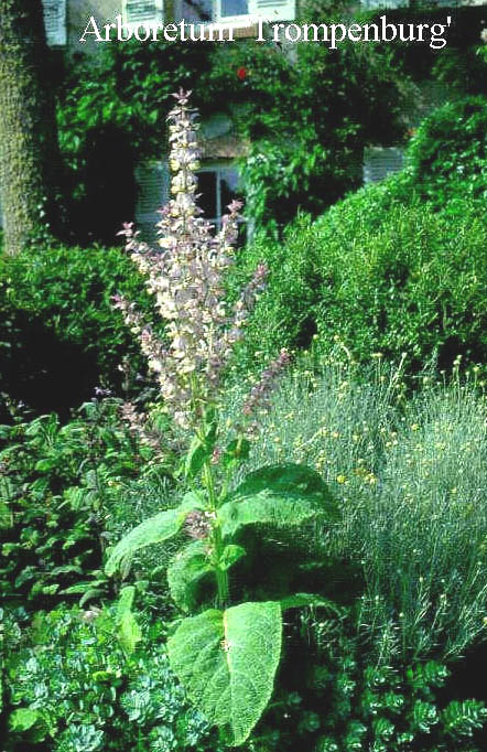 Salvia sclarea