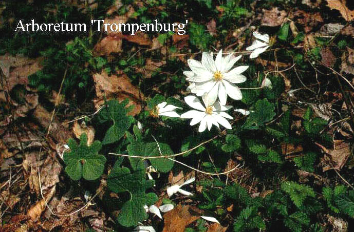 Sanguinaria canadensis