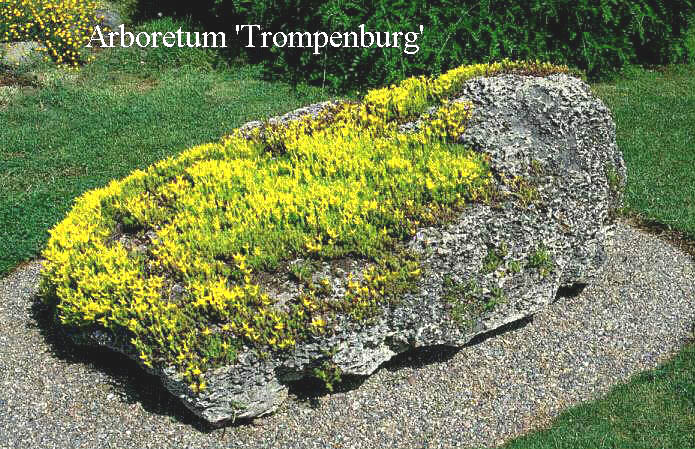 Sedum acre