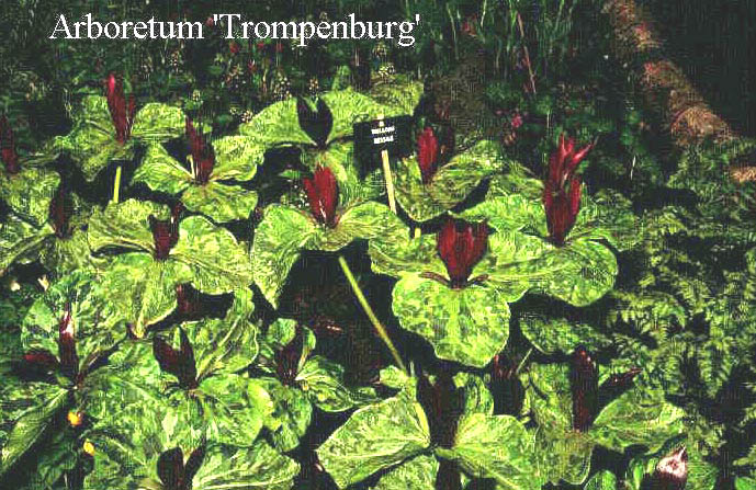 Trillium sessile