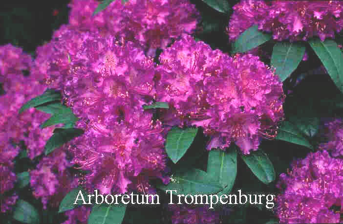 Rhododendron 'Alfred'