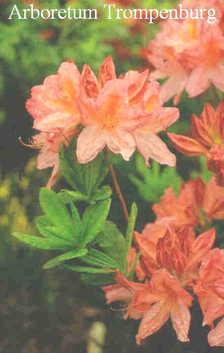 Azalea 'Apple Blossom'