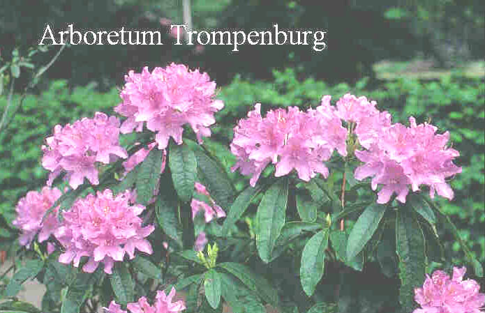 Rhododendron 'Azaleoides'