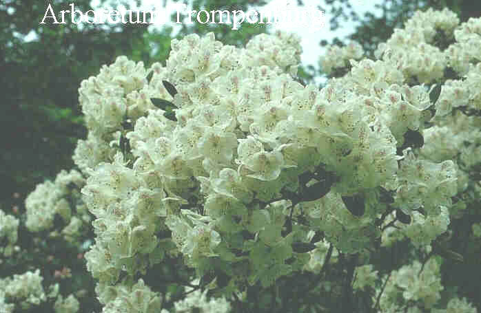 Rhododendron aberconwayi 'His Lordship' (50623)