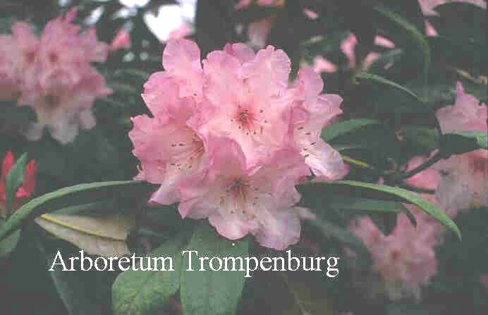 Rhododendron adenogynum