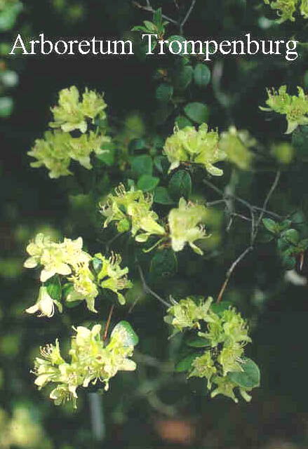 Rhododendron ambiguum 'Wongii'