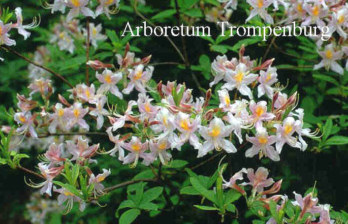Rhododendron arborescens