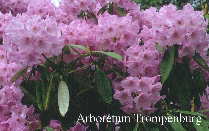 Rhododendron argyrophyllum